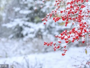 闵行战疫录，寒夜里的守望，春暖时的花开