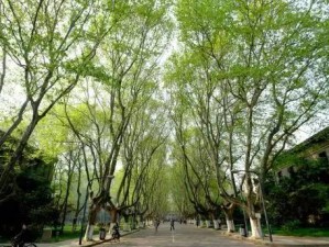 金陵行，青春的最后一课，在梧桐与秦淮里