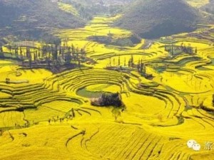 黄海罗平，当油菜花海拥抱蔚蓝海岸，邂逅山海间的诗意浪漫