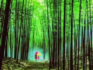 南山竹海，竹韵氤氲间，邂逅一场暖意泉生