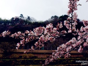 从延吉出发，赴一场樱花与温泉的东瀛之约