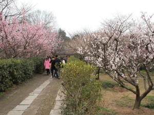 南京梅花山，春日限定的金陵香雪海
