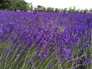 7月北海道，邂逅薰衣草季，解锁地道购物清单