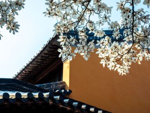 雪落少林，禅冬入画——冬季赴一场千年古刹的静心之约