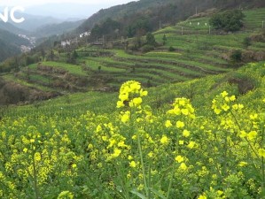 春到万峰林，金浪入画来——油菜花开季的寻芳之旅