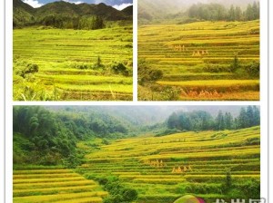 诗意岭南，稻浪翻飞，广东梯田旅游攻略与风光