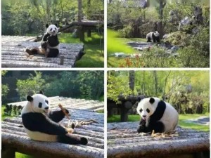 探秘章丘野生动物园，与自然和动物共赴一场奇妙之旅
