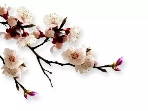 三月四川，春风有信，花开有期，赴一场与巴蜀春光的约会