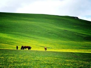 7月5日，赴一场新疆盛夏的秘境之约，当草原与雪山撞进眼眸