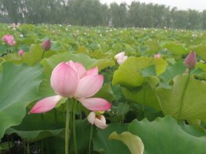 芜湖陶辛水韵，一幅流动的江南水墨画