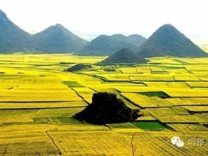 2018，罗平油菜花海，一场金黄色的春日盛宴