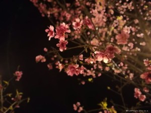 2018年4月，踏着春光，赴一场山水与花期的邀约