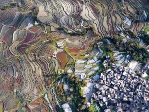 紫鹊梯田，大地雕琢的诗行，四季流转的画卷