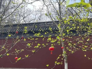 沪上冬韵未尽，春意初萌——2月上海旅游全攻略