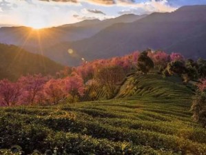 蒙顶山冬韵，雪落茶山，暖冬寻味之旅