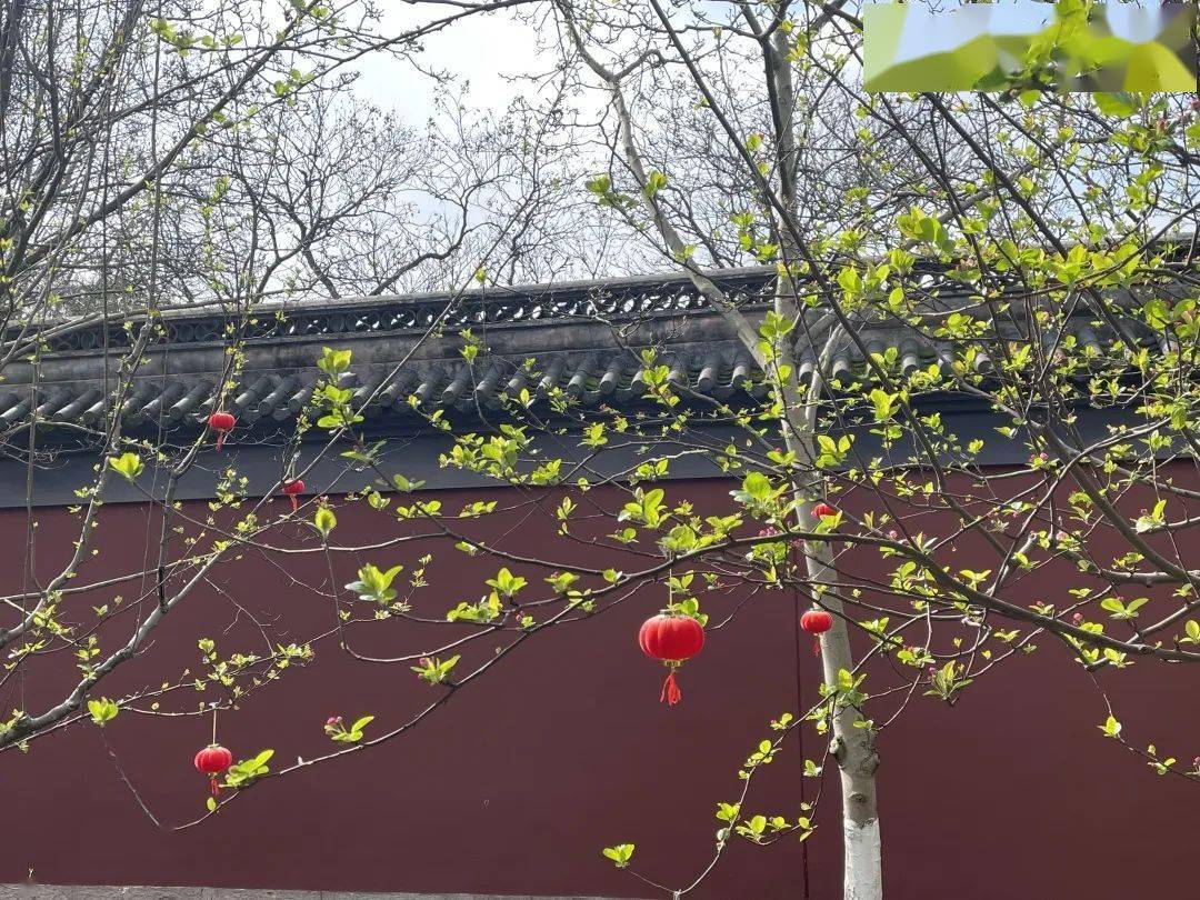 沪上冬韵未尽，春意初萌——2月上海旅游全攻略
