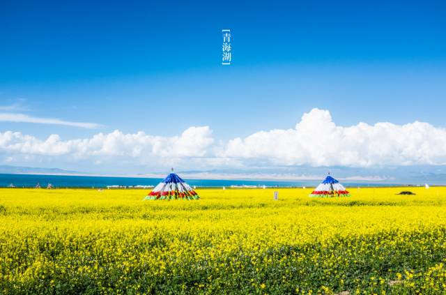 2017，门源，金色花海里的高原诗与远方