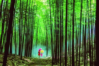 南山竹海，竹韵氤氲间，邂逅一场暖意泉生