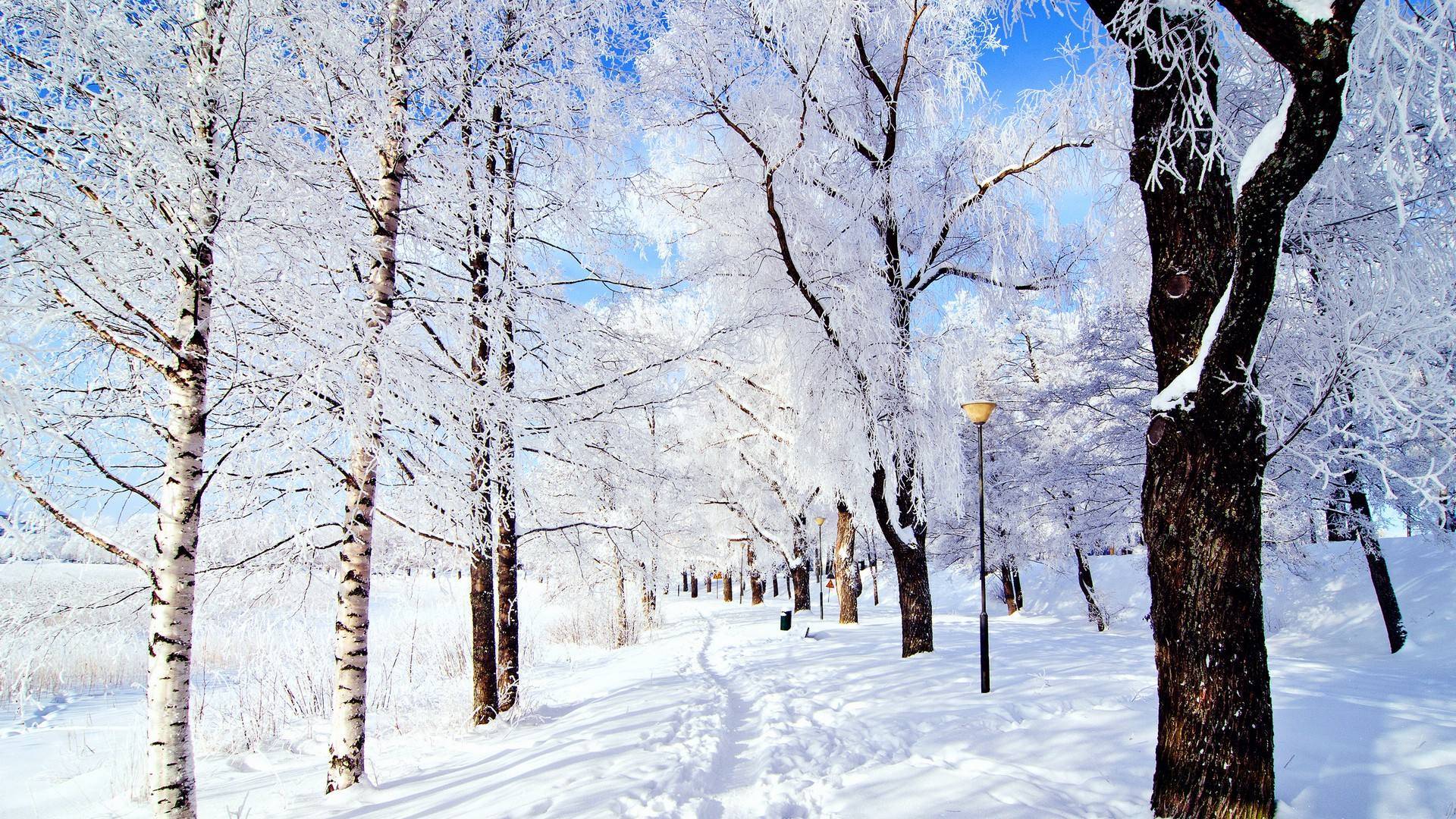 五日雪踪，寒假慢行，与雪景温柔相拥