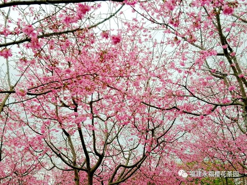 樱花季赴日，赴一场粉色的浪漫之约