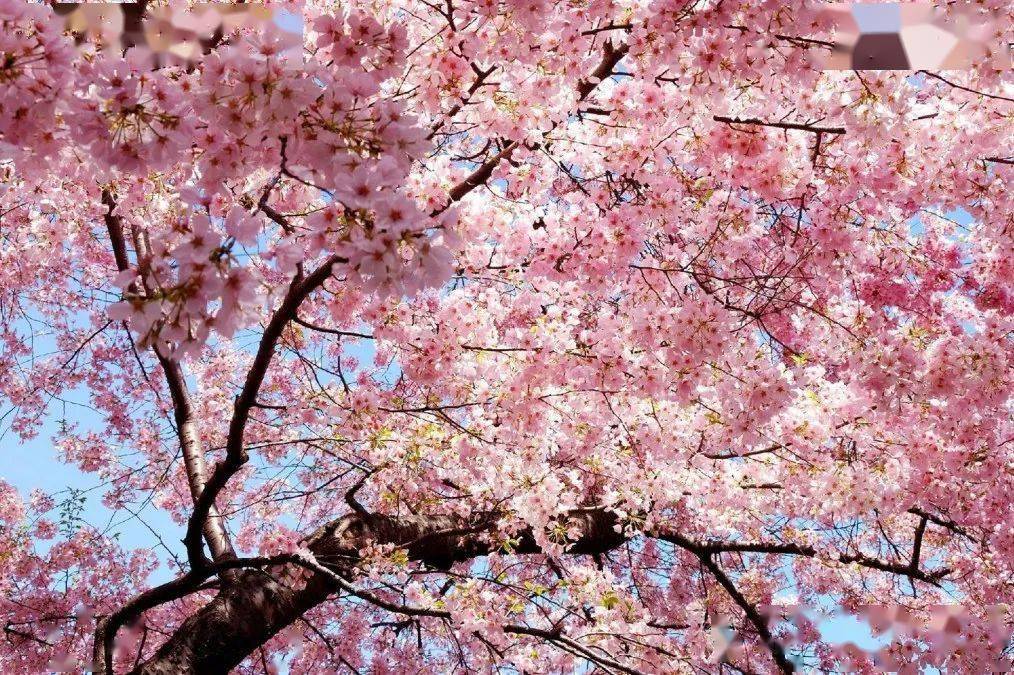 樱花季赴日，赴一场粉色的浪漫之约