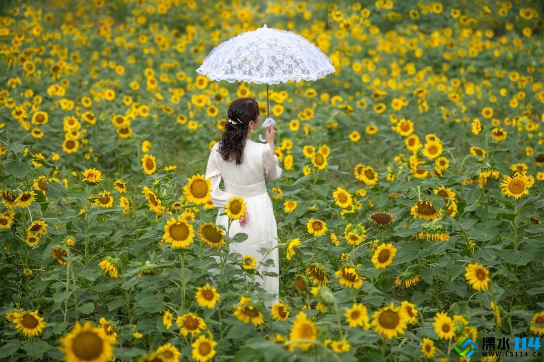 冬节赴云南，在暖阳与花海里，邂逅一场反季的诗意