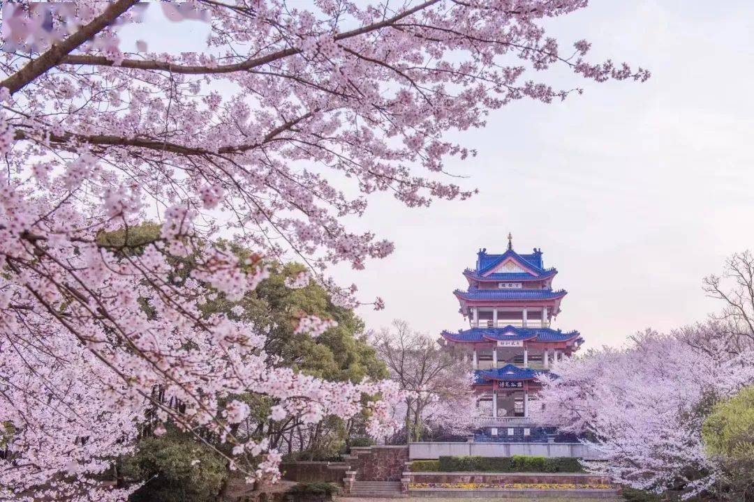 四月春风暖，江城景正好，武汉春日必打卡景点指南