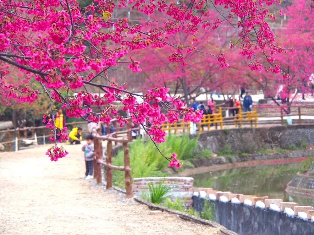 邂逅春日浪漫，新丰樱花峪二天深度游指南