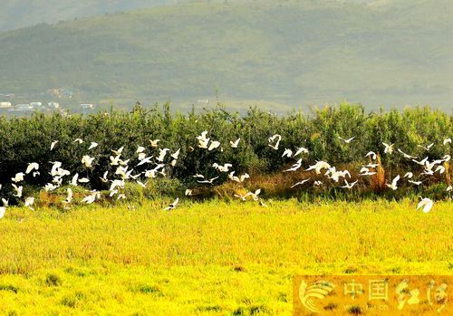 嵩明新耀水乡，画境云南，水韵新篇