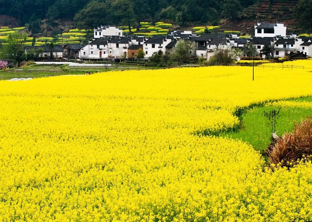 婺源二月，徽墙黛瓦吻春信，油菜花先染江南诗