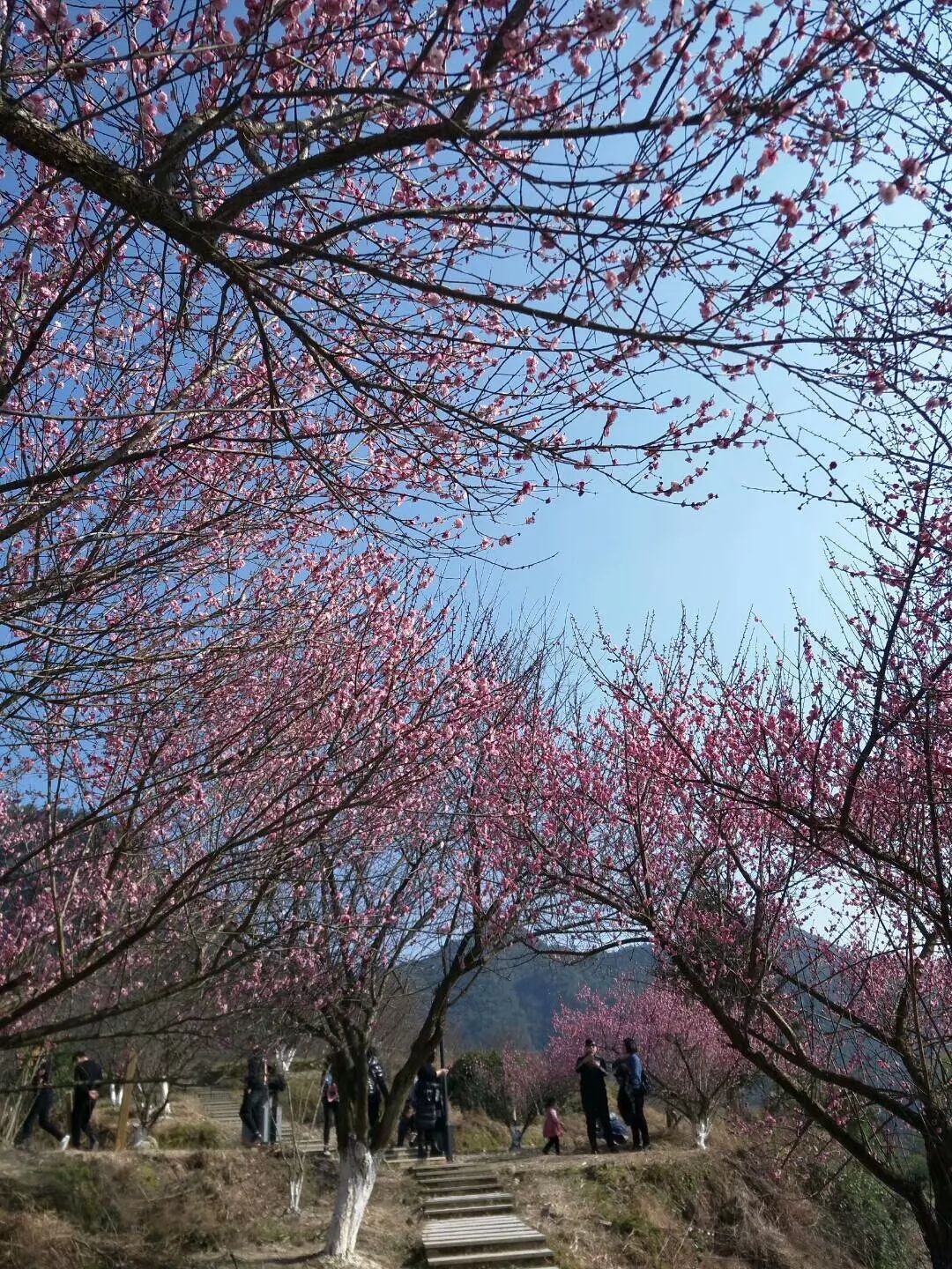 唐山周边过年去哪儿？这份年味旅游攻略请收好！
