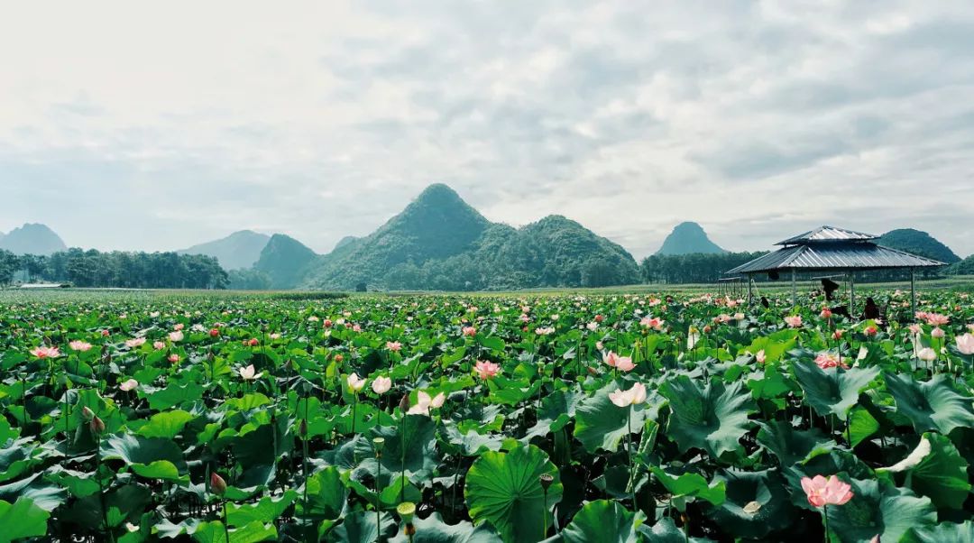 最新普者黑旅游攻略，不止荷你一起，这些新玩法让山水仙境更出圈！