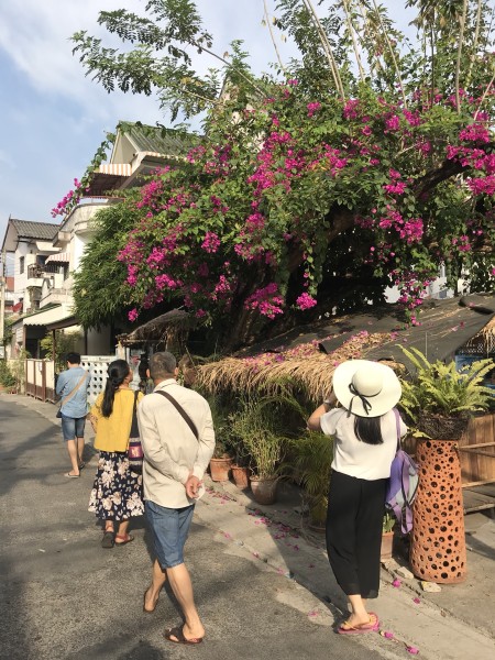 清迈春节，泰北玫瑰的年味之旅