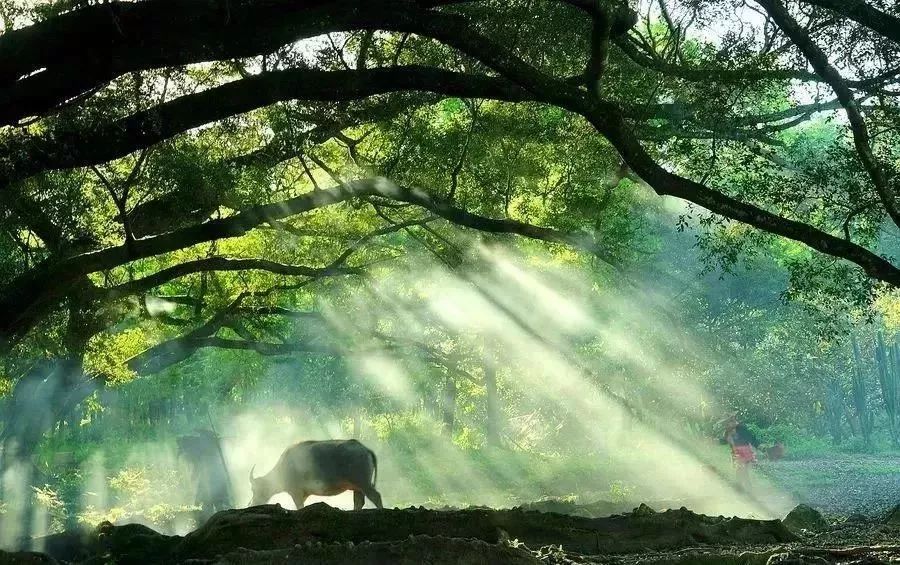 二月暖游粤桂，邂逅南国春色与山海奇景