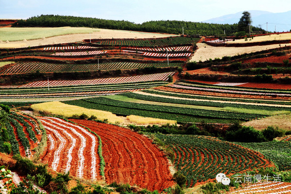 昆明出发·东川一日奇遇，在红土地与峡谷间邂逅大地调色板