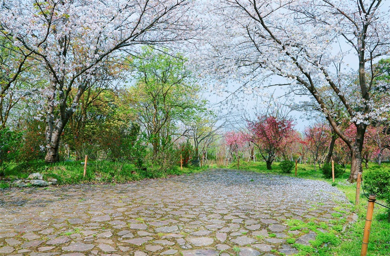 2018年3月，我在樱吹雪的春天里迷了路
