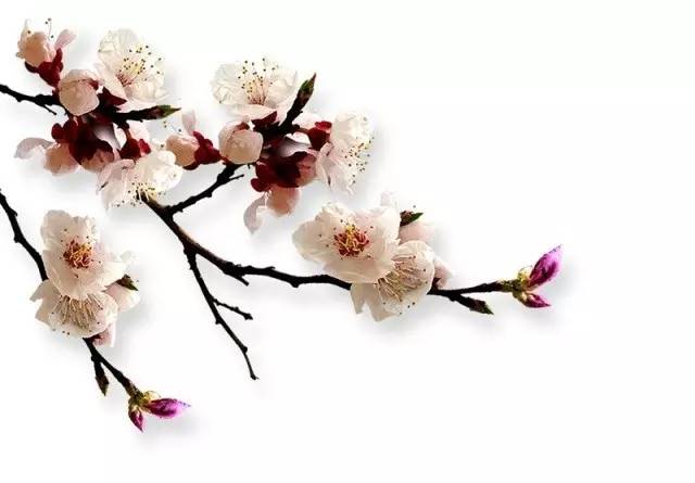 三月四川，春风有信，花开有期，赴一场与巴蜀春光的约会