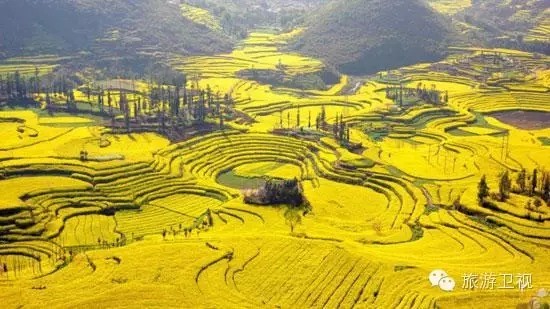 黄海罗平，当油菜花海拥抱蔚蓝海岸，邂逅山海间的诗意浪漫