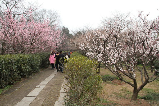 南京梅花山，春日限定的金陵香雪海