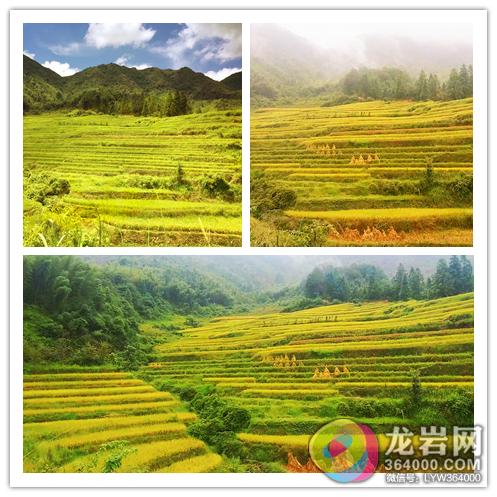 诗意岭南，稻浪翻飞，广东梯田旅游攻略与风光