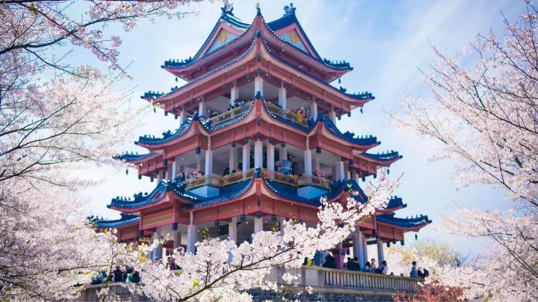 京都骑行，在古巷与樱岚间，解锁自由行的诗意密码
