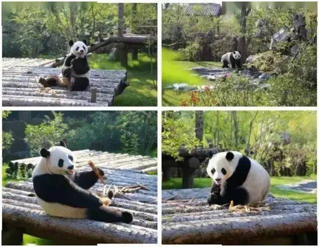探秘章丘野生动物园，与自然和动物共赴一场奇妙之旅