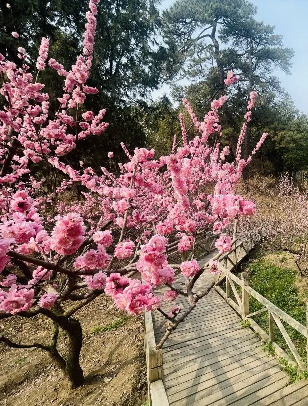 年后南方春意浓，赴一场温暖与花香的约会
