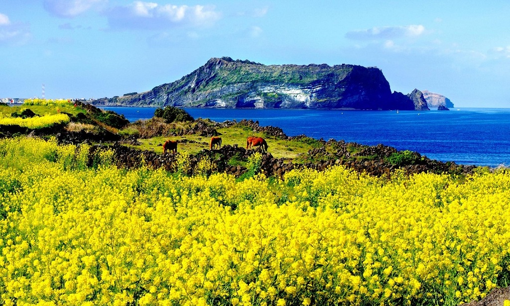 三月首尔与济州岛，当早樱撞上油菜花，我在韩国遇见春天