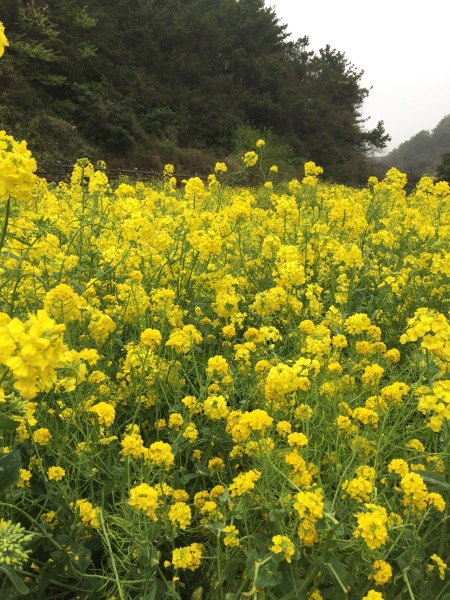 三月首尔与济州岛，当早樱撞上油菜花，我在韩国遇见春天