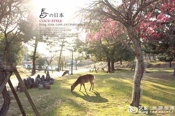 奈良公园，与鹿共舞的古都时光