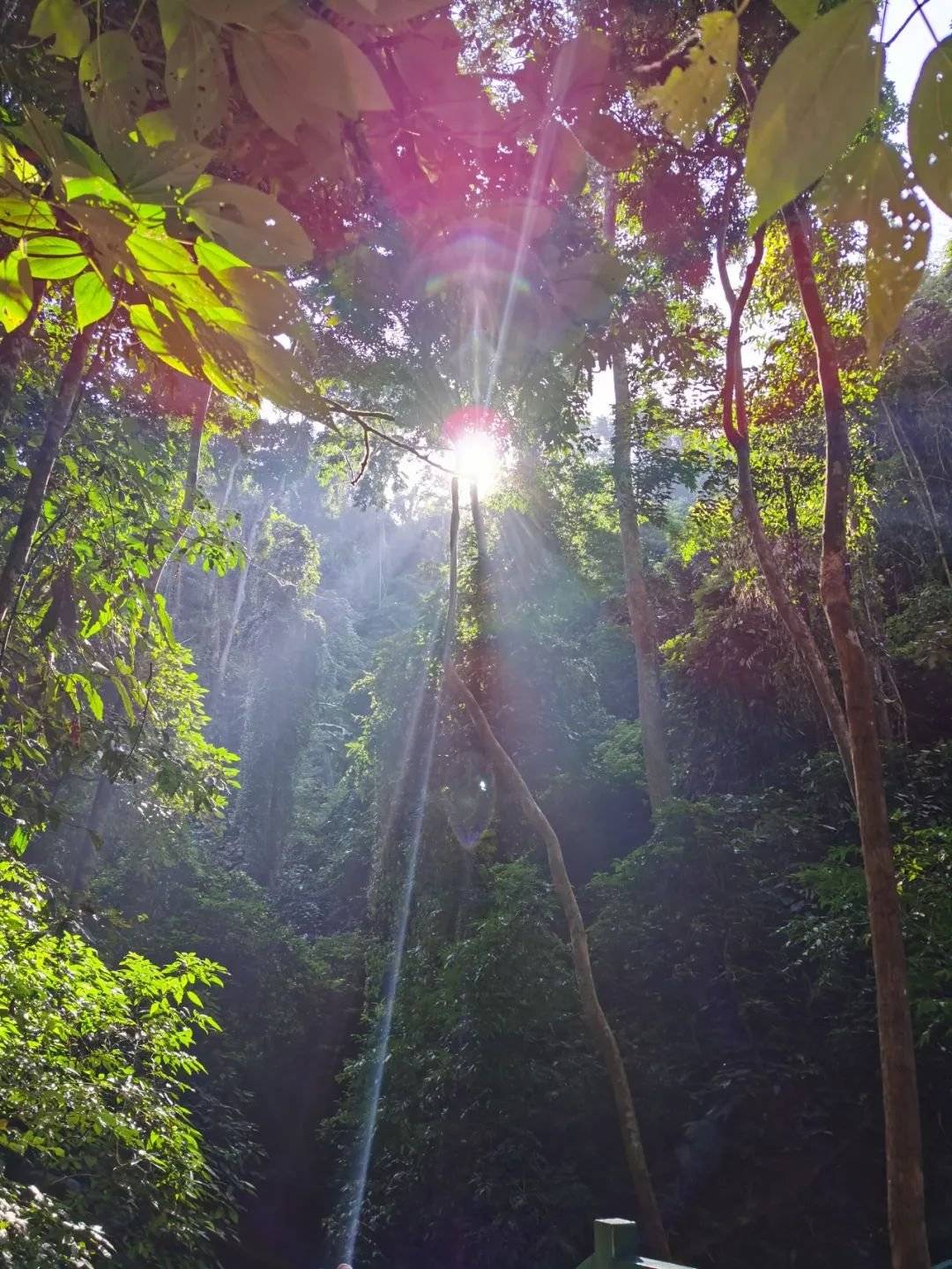 6月西双版纳，赴一场雨季的热带诗篇，在绿意与清凉里邂逅西双版纳的灵魂