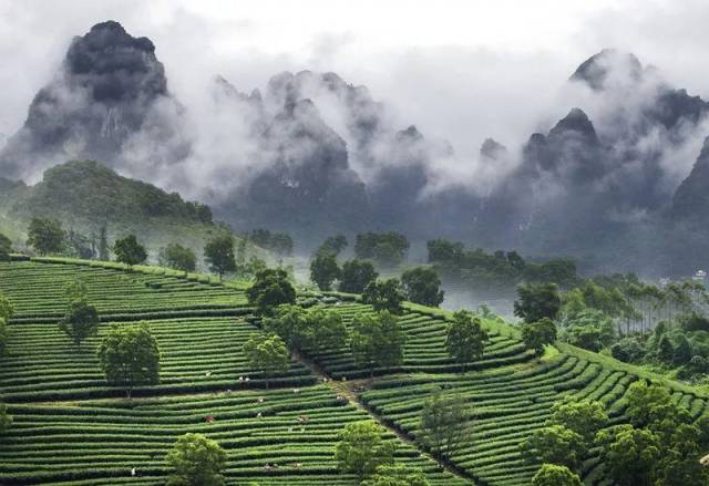 英德积庆里，山水间的茶香古韵与诗画之旅