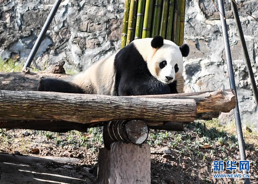 冬日暖阳里的黑白精灵，成都熊猫基地治愈之旅