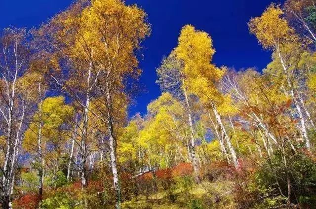 10月伦敦，在落叶与钟声中邂逅英伦秋日诗篇